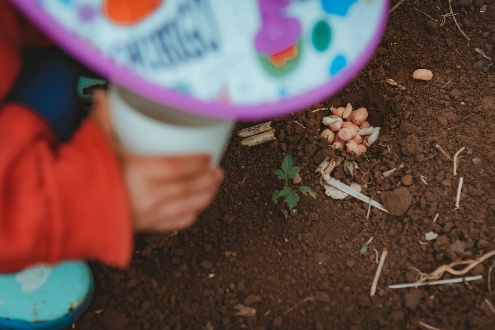 Les mains d’un enfant déposent des graines dans la terre