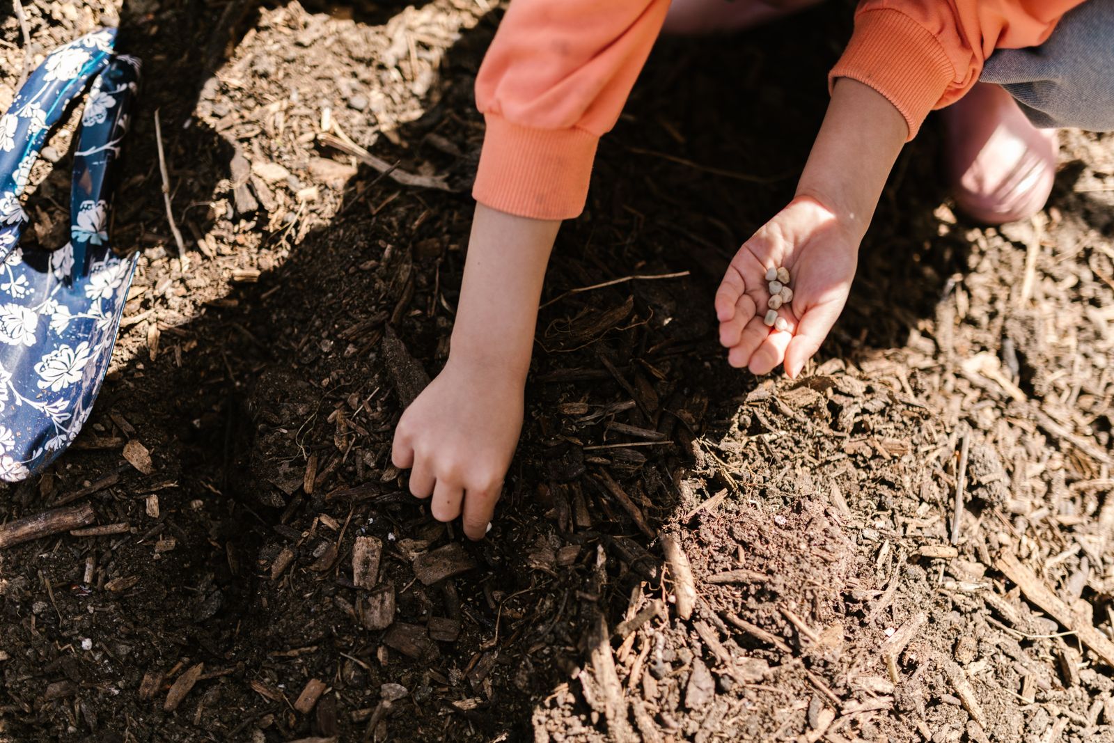 Jardinage avec les enfants : premiers semis